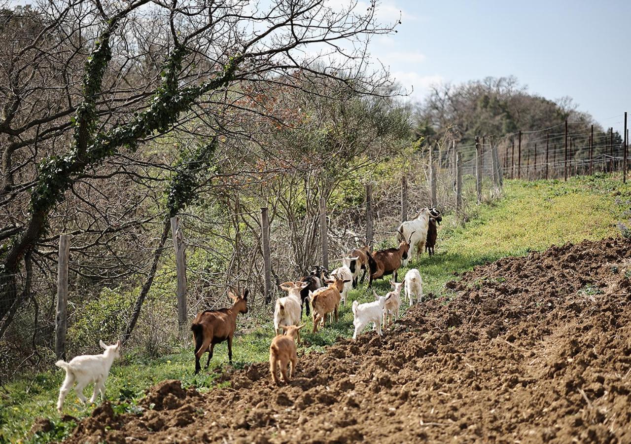 Casa Agricola Scorziello Villa Serre  Luaran gambar