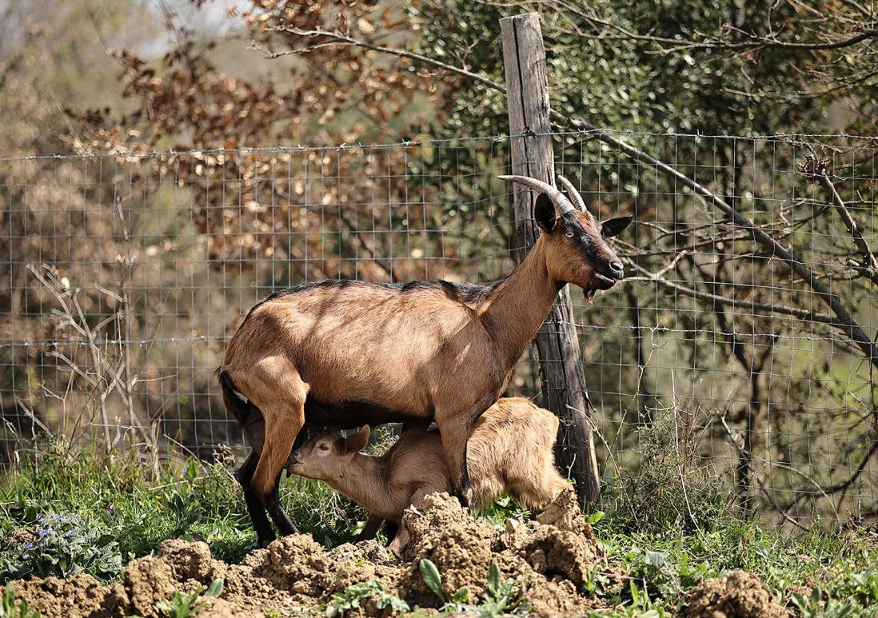 Casa Agricola Scorziello Villa Serre  Luaran gambar